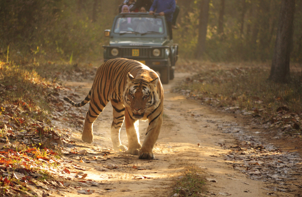 Royal_Bengal_Tiger_Kanha