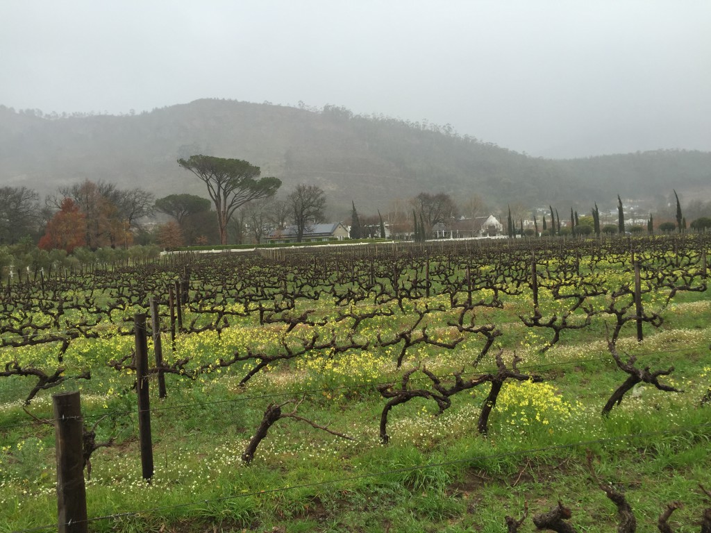 wine country: mack prioleau